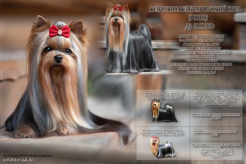 �������� ������� ����� �������� �������